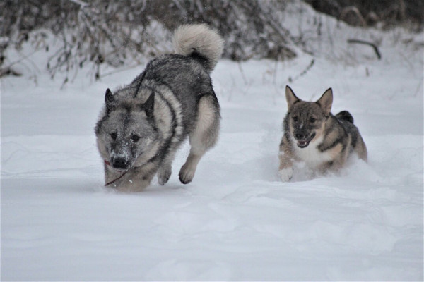 Koirat leikkimässä lumessa