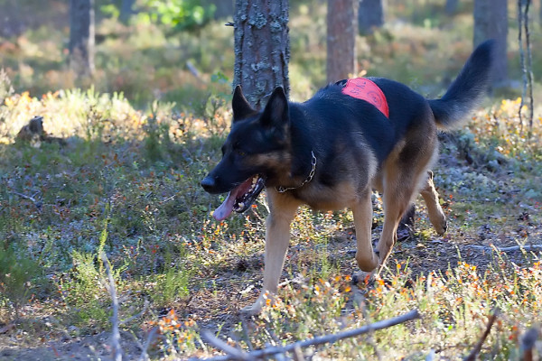 Pelastuskoira etsimässä kadonnutta