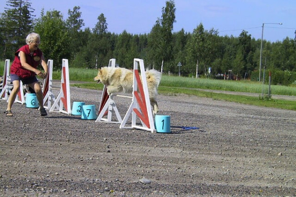 Agility lapinkoira